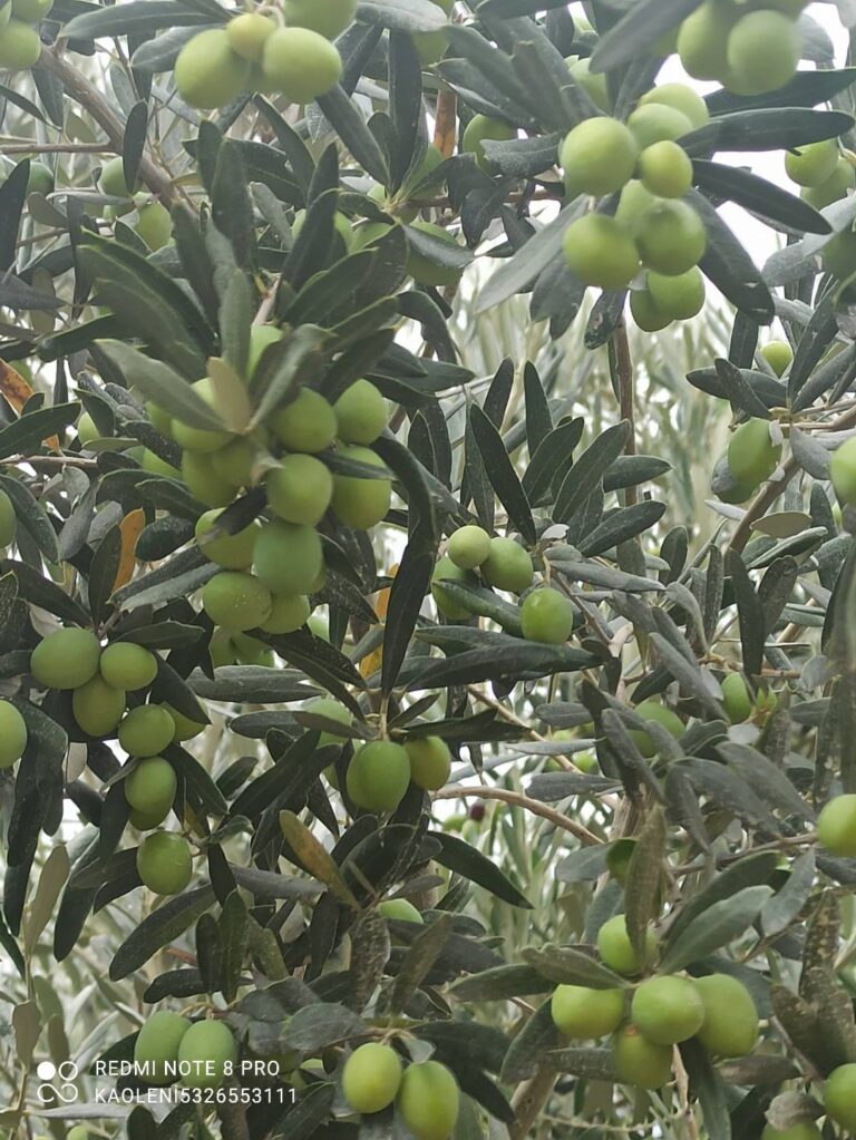 Kaoleni kullanan zeytin bahçesi
