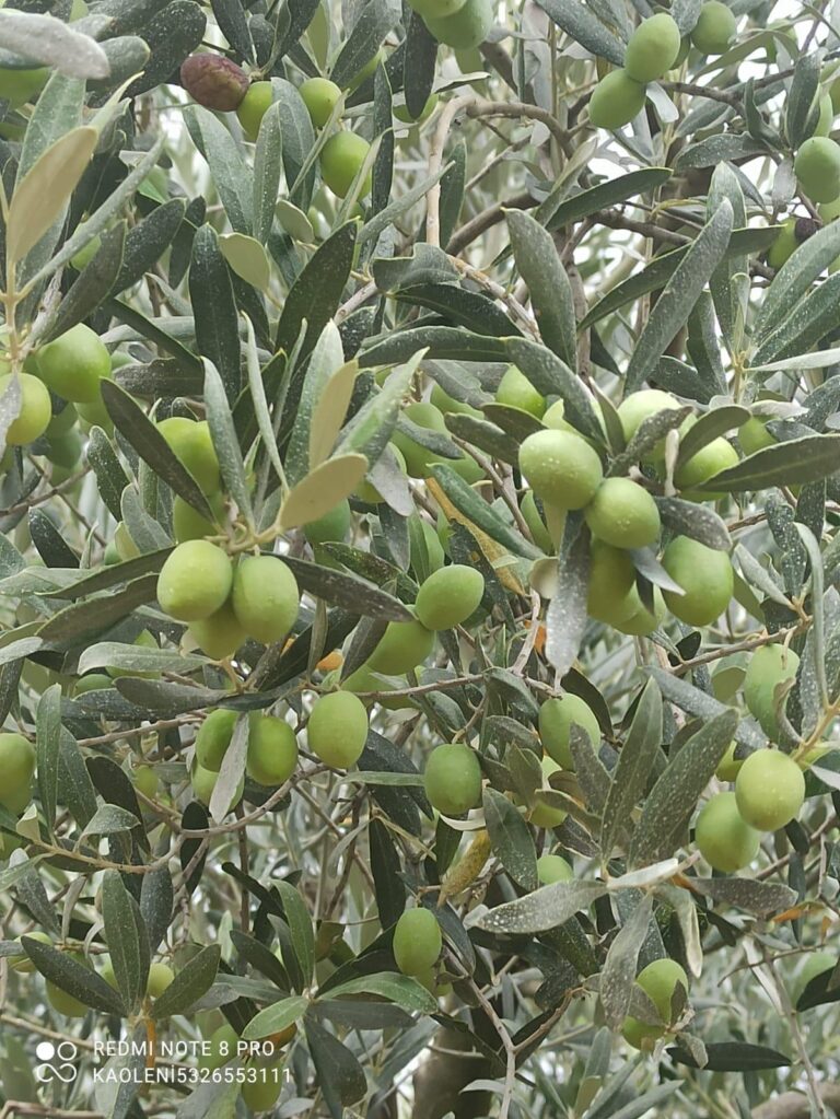 Kaoleni sonrası zeytin ağacı