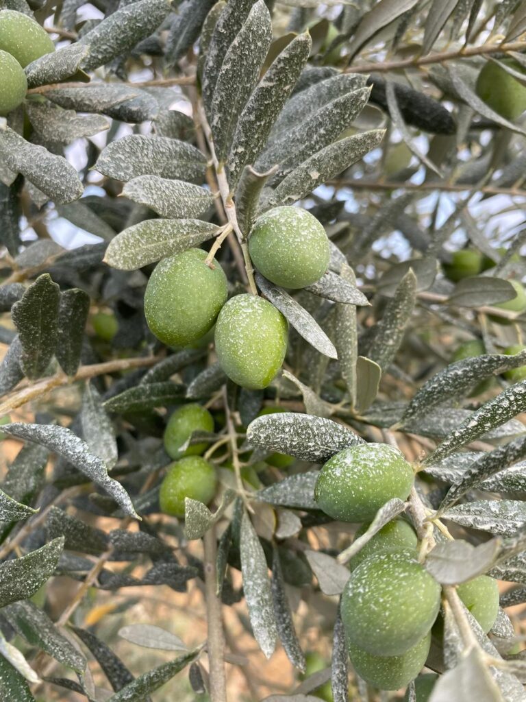 Yapraklarda kaolin kili tabakası