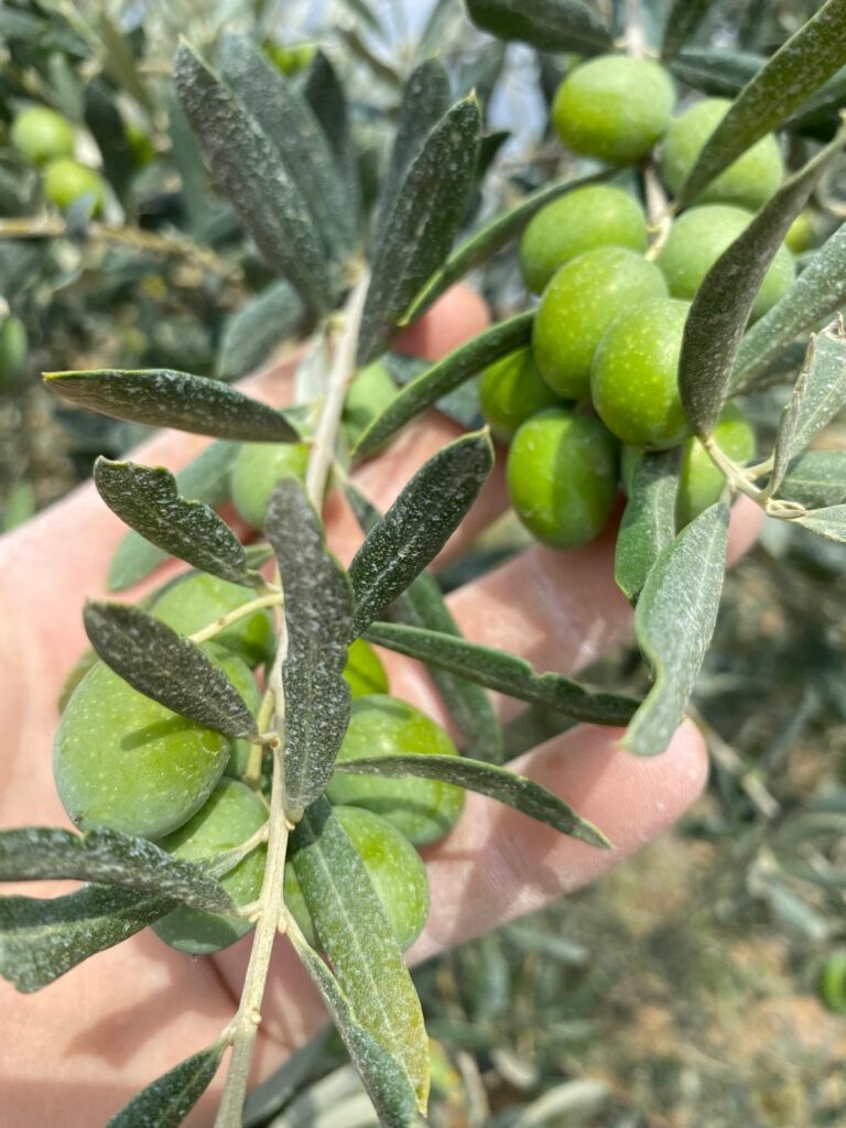 Kaoleni atılmış zeytin dalı